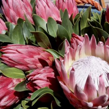Die prachtvolle Protea ist die Nationalblume Südafrikas und eine häufig genutzte Dekoration - (c) Christine Kroll