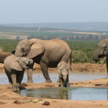 Mit dem Fahrrad entland der Gardenroute von Port Elizabeth nach Kapstadt - (c) African Bikers