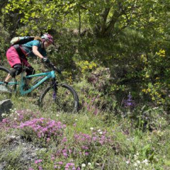 Auch am Rand des Trails blühen die Wildblumen - (c) Christine Kroll