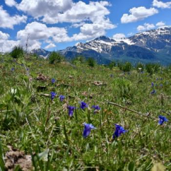 Sind im Frühjahr einziges Blumenmeer - (c) Christine Kroll