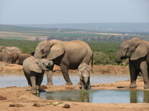 Mit dem Fahrrad entland der Gardenroute von Port Elizabeth nach Kapstadt - (c) African Bikers