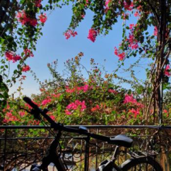 umrahmt von rosa- und lilafarben leuchtenden Bougainvillea, genießen wir die frische morgendliche Luft - (c) Susanne Wess
