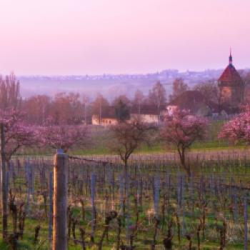 Eine Region sieht rosa - Frühlingserwachen bei der Mandelblüte an der Deutschen Weinstraße - (c) Stefanie Pappon/Südliche Weinstraße