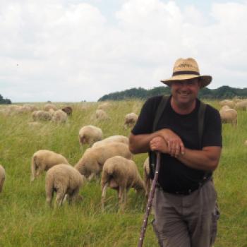 Hungen leistet sich sogar einen Stadtschäfer, Ralf Meisezahl kann man auch bei der Radtour in der Gemarkung Hungen mit seinen Hunden und seiner Herde antreffen - (c) Jörg Bornmann