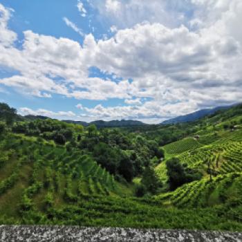 Der Weinbau prägt die einzigartige Landschaft in den Colline del Prosecco di Conegliano e Valdobbiadene - (c) Maren Recken