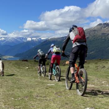 Die Pferde lassen sich von den Mountainbikern nicht stören - (c) Christine Kroll