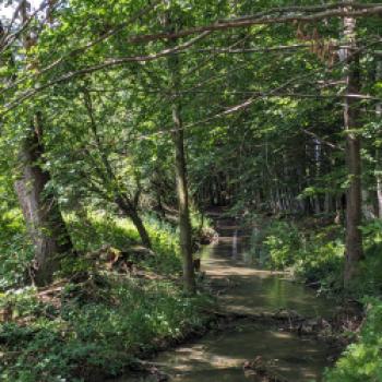 Bezaubernder Lechradweg - Entlang des rund 230 Kilometer langen Lechradwegs entfaltet sich einer der letzten Wildflüsse Europas in seiner vollen Pracht - (c) Carola Faber