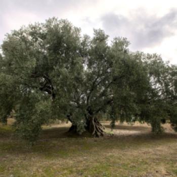 Ein alter Olivenbaum ist der Zeuge der Zeit - Verde del Aceite - (c) Gabriele Beautemps