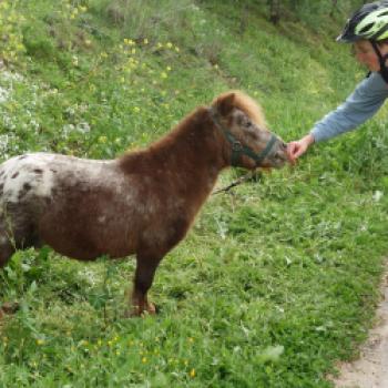 Tierische Bekanntschaft am Radweg - Verde del Aceite - (c) Gabriele Beautemps