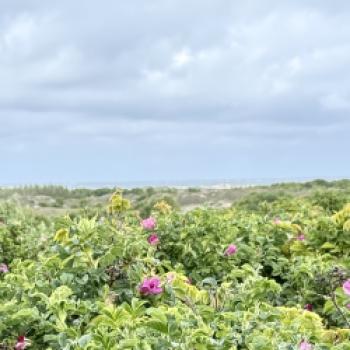 Borkum, den Ostfriesenklassiker, quer erradeln  Zwischen Dünenkamm, Wattkante und Nordseefrische - (c) Anke Sademann