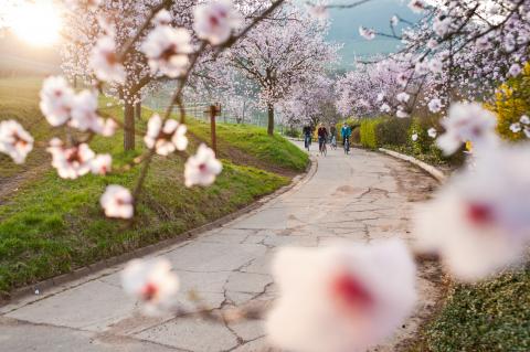 Eine Region sieht rosa - Frühlingserwachen bei der Mandelblüte an der Deutschen Weinstraße - (c) Südliche Weinstraße