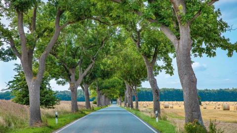 "Eschen-Allee im Spätsommer" in Mecklenburg-Vorpommern ist Allee des Jahres - (c) Karsten Kriedemann